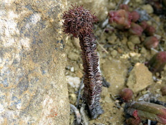 Crassula pyramidalis