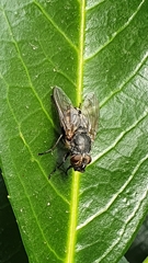 Pollenia