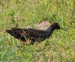 Pardirallus maculatus