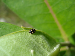 Brachiacantha decempustulata