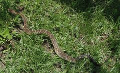 Crotalus molossus nigrescens