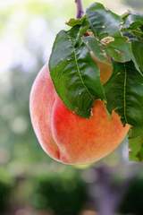 Prunus persica persica