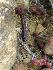 Crassula pyramidalis