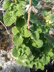 Marrubieae