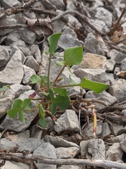 Rumex hastifolius