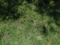 Crotalus molossus nigrescens