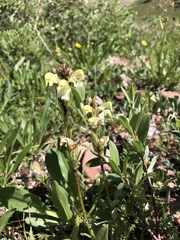 Pedicularis parryi