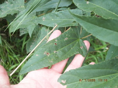 Hibiscus laevis