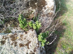 Marrubieae
