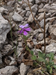 Hesperis pycnotricha