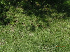 Crotalus molossus nigrescens