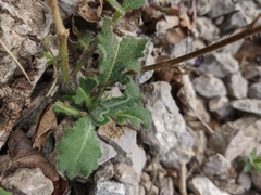 Hesperis pycnotricha