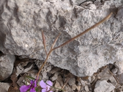 Hesperis pycnotricha