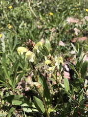 Pedicularis parryi