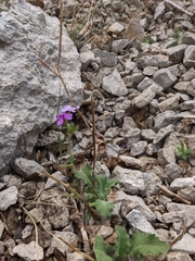 Hesperis pycnotricha