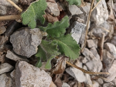 Hesperis pycnotricha