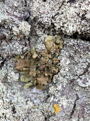 Melanohalea olivacea