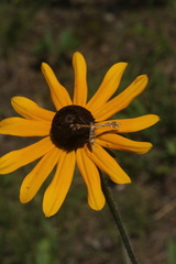Dejongia lobidactylus