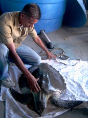 Lepidochelys olivacea