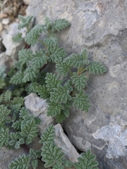 Scutellaria orientalis orientalis