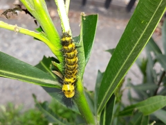 Chrysocale splendens