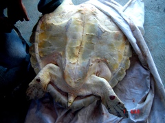 Lepidochelys olivacea