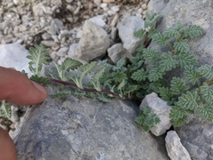 Scutellaria orientalis orientalis