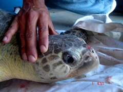 Lepidochelys olivacea