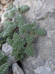 Scutellaria orientalis orientalis