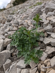 Lamium glaberrimum