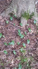 Maianthemum canadense