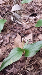 Maianthemum canadense