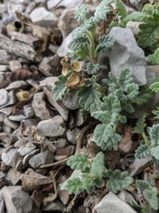 Scutellaria orientalis orientalis