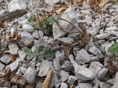 Scutellaria orientalis orientalis