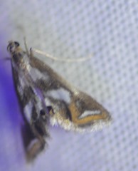 Chrysendeton imitabilis