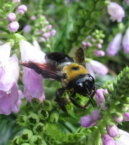 Eastern Carpenter Bee picture