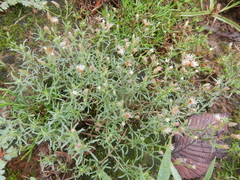 Erigeron divaricatus