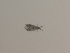 Dendroleon obsoletus