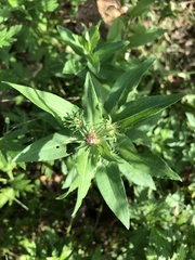 Symphyotrichum novae-angliae