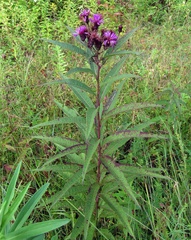 Vernonia glauca