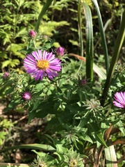 Symphyotrichum novae-angliae
