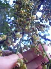 Dysoxylum pachyphyllum