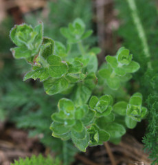 Cruciata laevipes