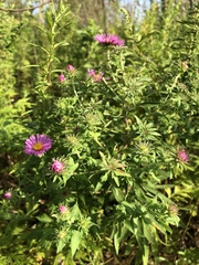Symphyotrichum novae-angliae