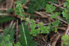 Cruciata laevipes