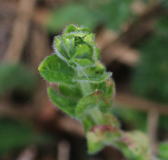 Cruciata laevipes