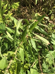 Symphyotrichum novae-angliae