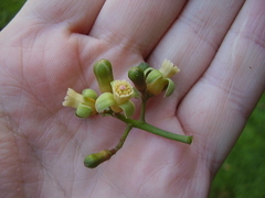 Dysoxylum pachyphyllum