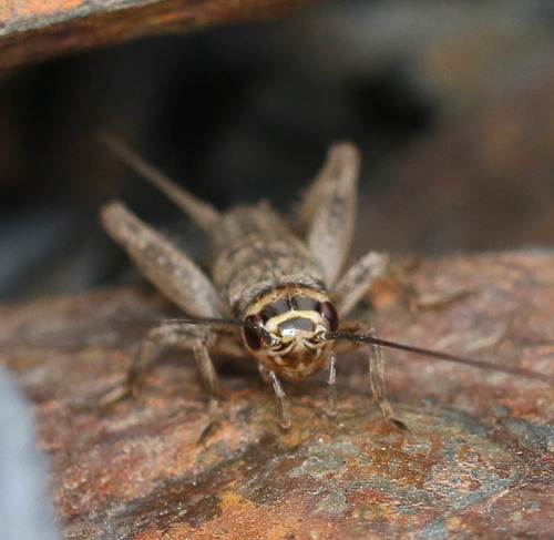 Verge Cricket, photo 4 of 10