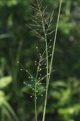 Dichanthelium boreale